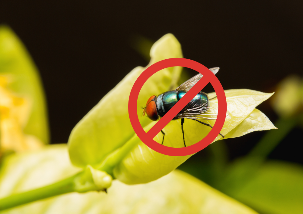 Эффективный способ борьбы с мухами